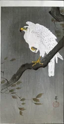 Faucon sur une branche, 1907